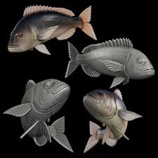 Image result for Dentex dentex