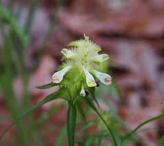Attēlu rezultāti vaicājumam “Melampyrum cristatum flower”