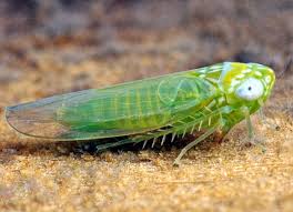 Attēlu rezultāti vaicājumam “Empoasca sp.”