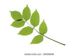 Attēlu rezultāti vaicājumam “Fraxinus excelsior leaf”