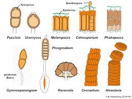 Attēlu rezultāti vaicājumam “Pucciniales”