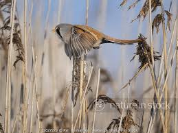 Attēlu rezultāti vaicājumam “Panurus biarmicus male”