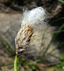 Attēlu rezultāti vaicājumam “Eriophorum latifolium fruit”