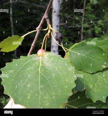 Attēlu rezultāti vaicājumam “Contarinia petioli”