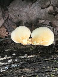 Attēlu rezultāti vaicājumam “Buglossoporus quercinus”