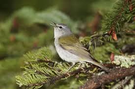 Image result for Vermivora peregrina