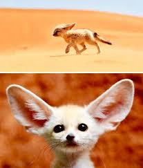 Attēlu rezultāti vaicājumam “Vulpes zerda”