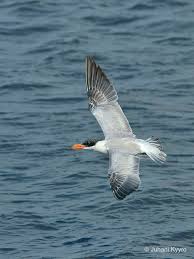 Attēlu rezultāti vaicājumam “Sterna”