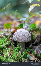 Attēlu rezultāti vaicājumam “Amanita excelsa”