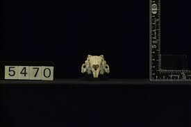 Attēlu rezultāti vaicājumam “Lepus sp.”