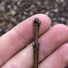 Attēlu rezultāti vaicājumam “Acer platanoides bud”