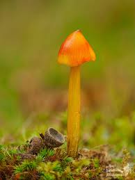 Attēlu rezultāti vaicājumam “Didymium clavus macro”