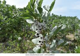 Attēlu rezultāti vaicājumam “Vicia faba flower”
