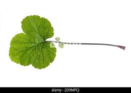 Attēlu rezultāti vaicājumam “Geum urbanum leaf”