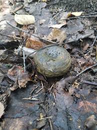 Attēlu rezultāti vaicājumam “Lactarius necator”