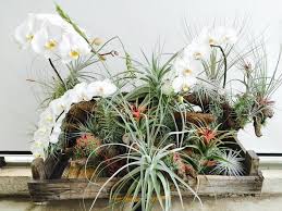 Image result for tillandsia umbellata