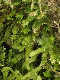 Attēlu rezultāti vaicājumam “Fissidens taxifolius”