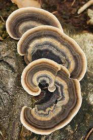 Attēlu rezultāti vaicājumam “Trametes versicolor”