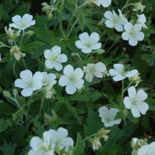 Attēlu rezultāti vaicājumam “Geranium sylvaticum leaf”