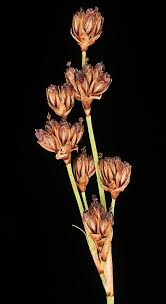 Attēlu rezultāti vaicājumam “Veronica anagallis-aquatica flower”