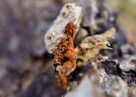 Attēlu rezultāti vaicājumam “Metatrichia sp.”