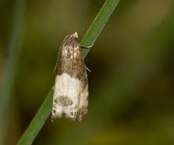Attēlu rezultāti vaicājumam “Notocelia cynosbatella”
