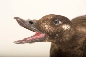 Attēlu rezultāti vaicājumam “Melanitta fusca”