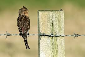 Image result for twite photo