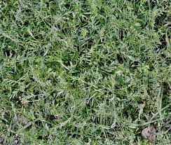 Attēlu rezultāti vaicājumam “Vicia lathyroides leaf”