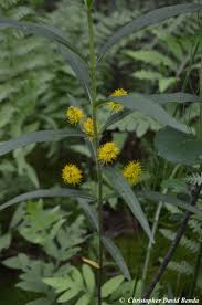 Attēlu rezultāti vaicājumam “Lysimachia thyrsiflora”