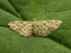 Attēlu rezultāti vaicājumam “Eupithecia tenuiata”