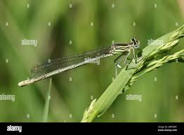 Attēlu rezultāti vaicājumam “Platycnemis pennipes”