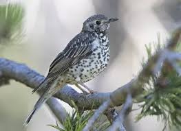 Attēlu rezultāti vaicājumam “Turdus viscivorus juvenile”