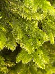 Attēlu rezultāti vaicājumam “Neckera”