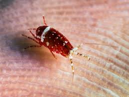 Attēlu rezultāti vaicājumam “Amphipoda”