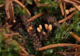 Attēlu rezultāti vaicājumam “Heyderia abietis”