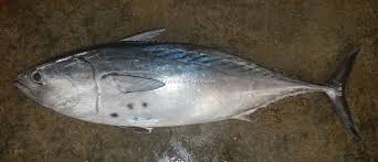 Image result for Euthynnus affinis