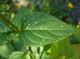 Attēlu rezultāti vaicājumam “Scrophularia nodosa leaf”