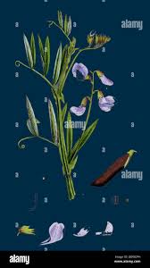 Attēlu rezultāti vaicājumam “Lathyrus palustris”