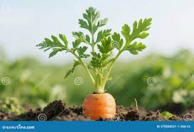 Attēlu rezultāti vaicājumam “Daucus carota subsp. carota leaf”
