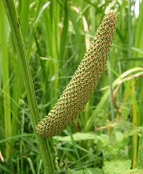Image result for Acorus calamus