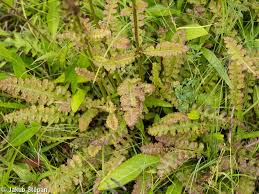 Attēlu rezultāti vaicājumam “Pedicularis sceptrum-carolinum leaf”