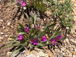 Attēlu rezultāti vaicājumam “Licea pygmaea”
