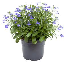 Image result for Männertreu