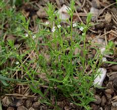 Attēlu rezultāti vaicājumam “Thesium alpinum”