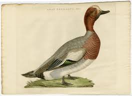 Attēlu rezultāti vaicājumam “Anas penelope”