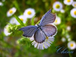 Attēlu rezultāti vaicājumam “Everes argiades”