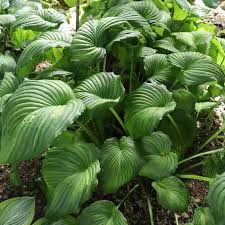 Image result for Hosta Warpaint