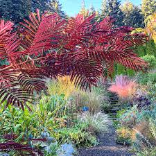 Attēlu rezultāti vaicājumam “Salix x doniana”