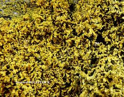 Attēlu rezultāti vaicājumam “Xanthoria candelaria”